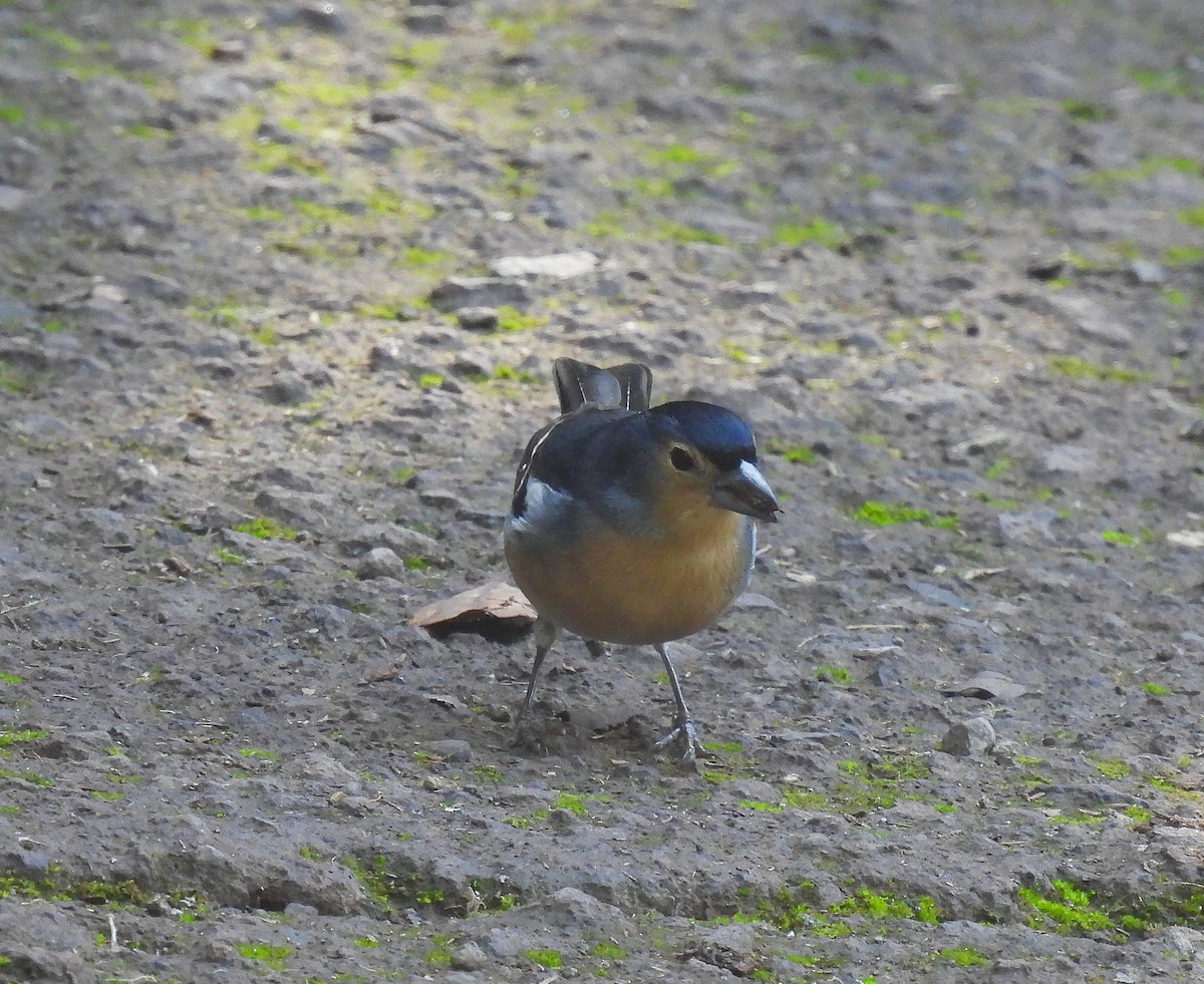 カナリアズアオアトリ - ML646835344