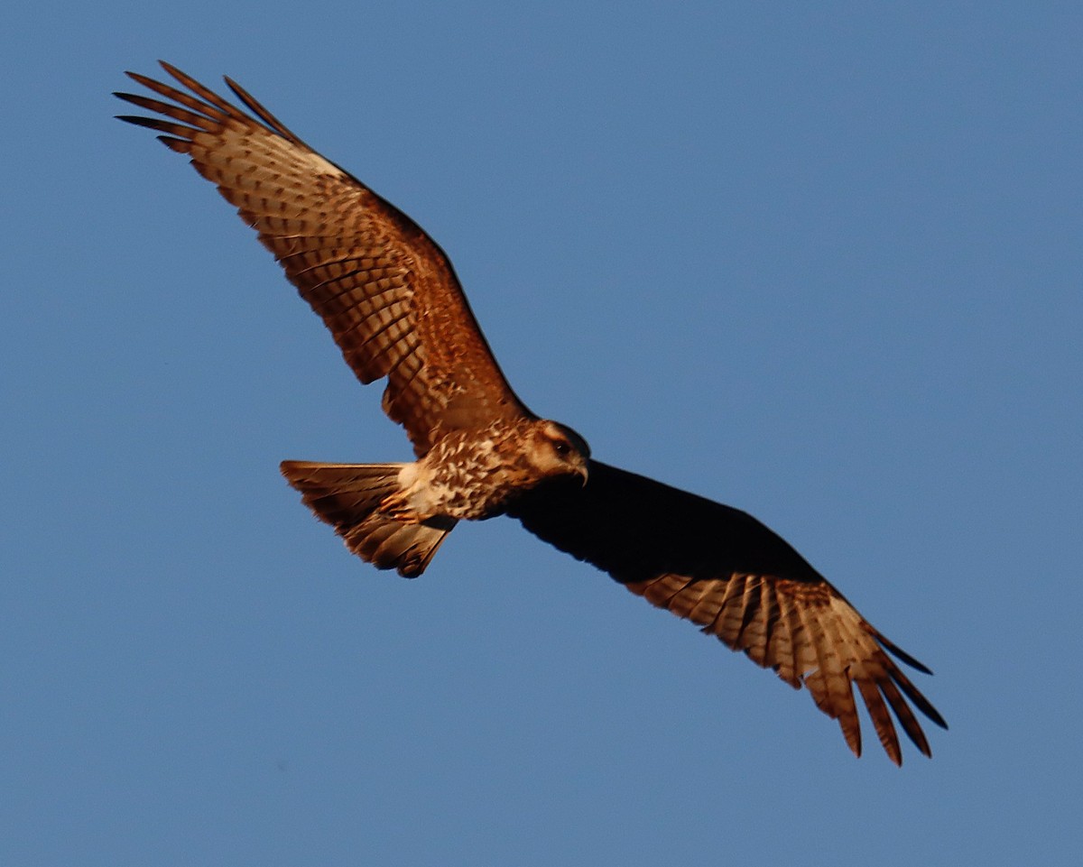 Salyangoz Çaylağı - ML646835345