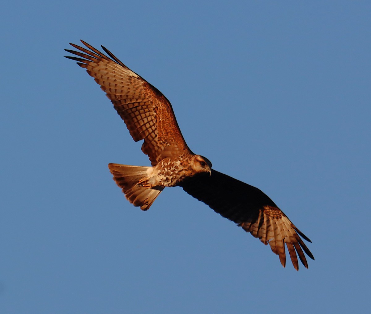 Salyangoz Çaylağı - ML646835346