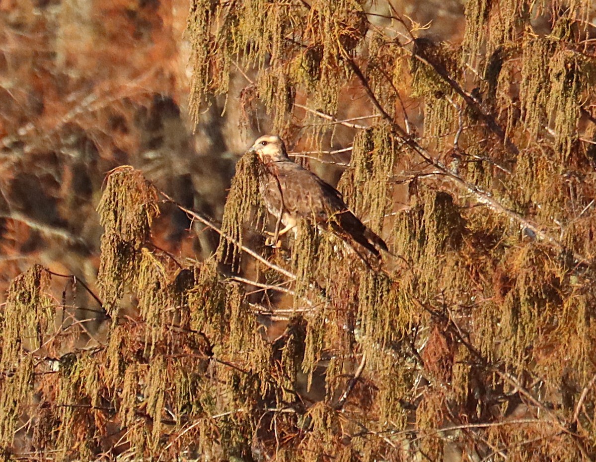 Salyangoz Çaylağı - ML646835347