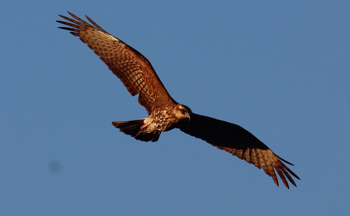 Salyangoz Çaylağı - ML646835348