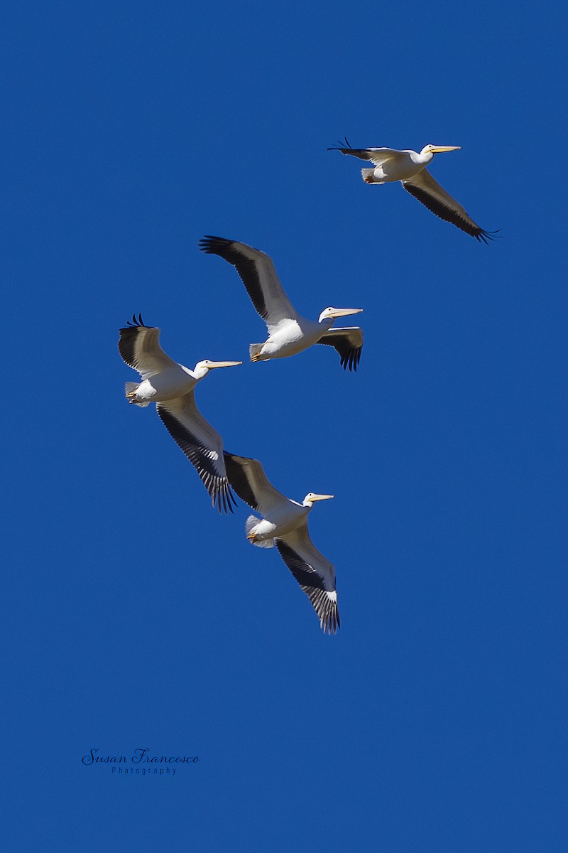 Pelícano Norteamericano - ML646835357