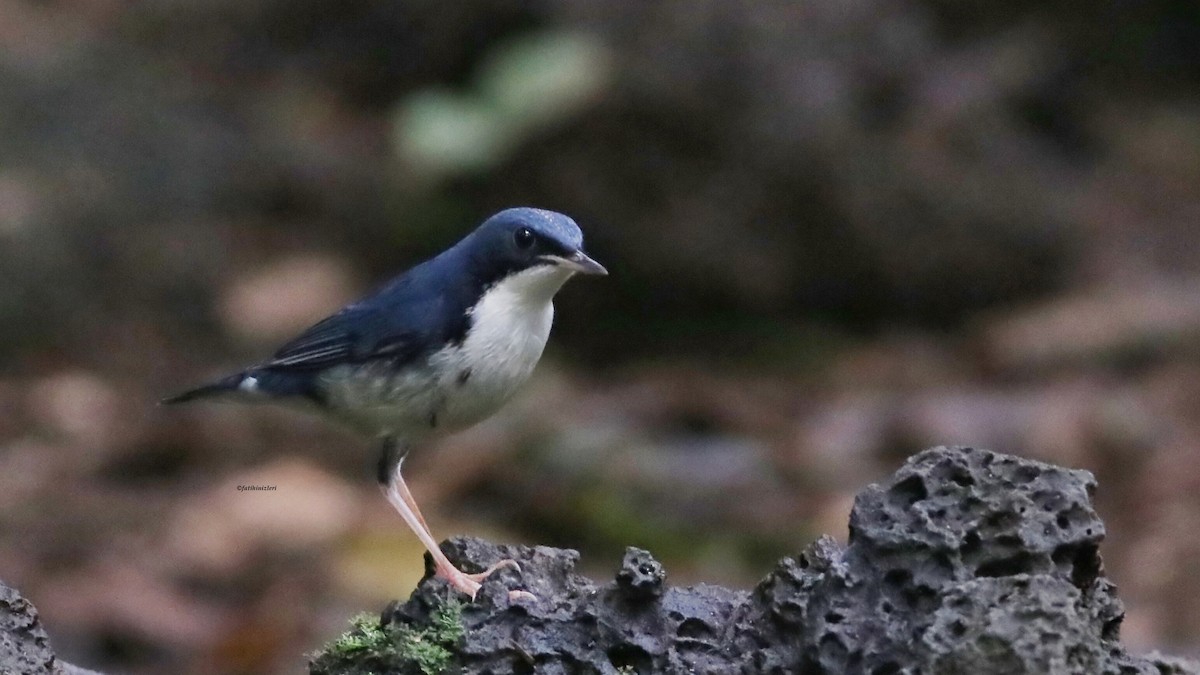 Mavi Bülbül - ML646835358