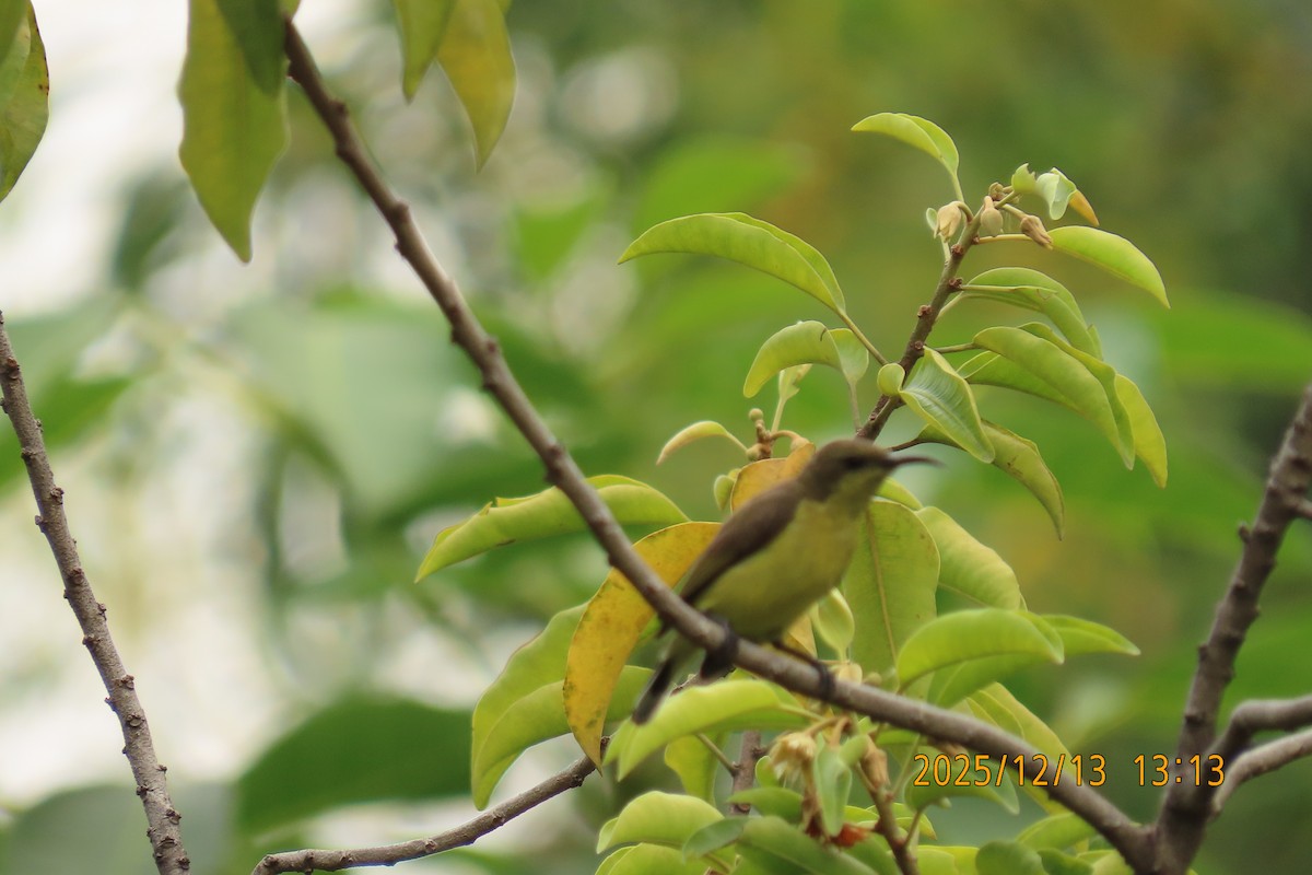 Ornate Sunbird - ML646835359