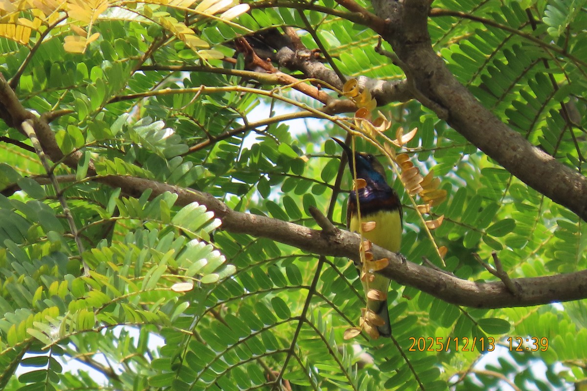 Ornate Sunbird - ML646835360