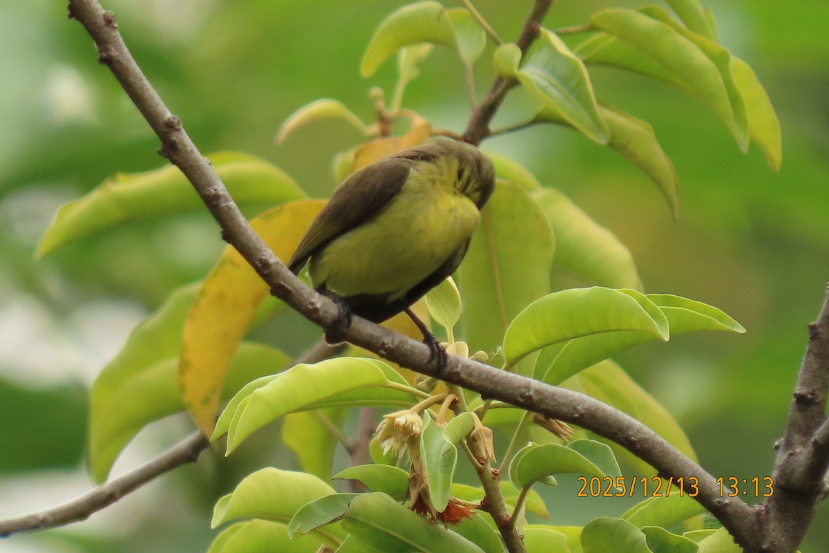 Ornate Sunbird - ML646835361