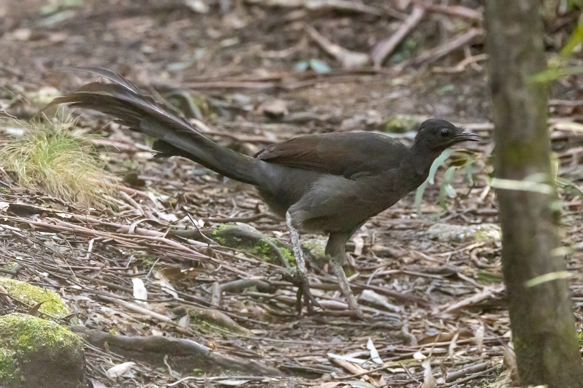 lyrochvost nádherný - ML646835362