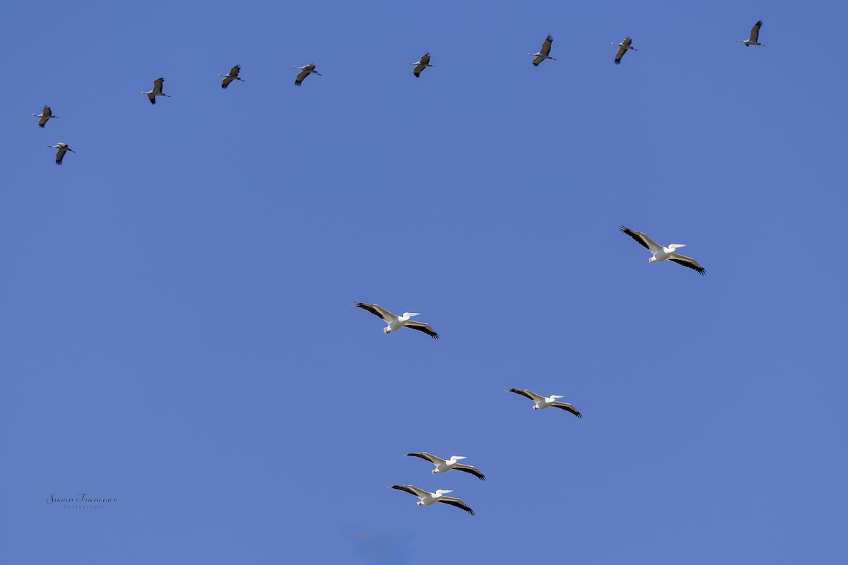 Pelícano Norteamericano - ML646835364