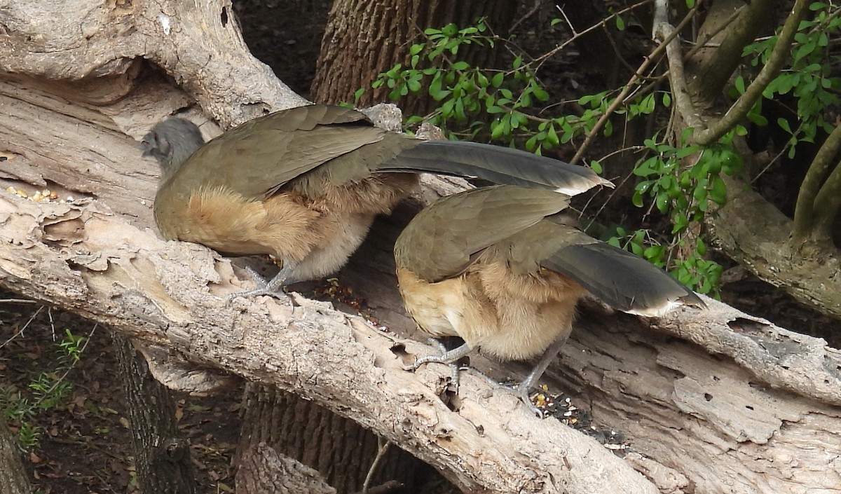 ムジヒメシャクケイ - ML646835365