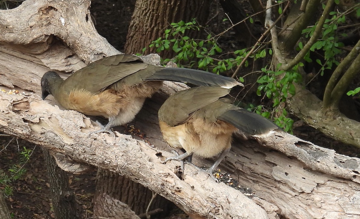 ムジヒメシャクケイ - ML646835366