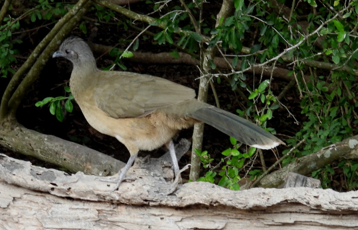 ムジヒメシャクケイ - ML646835367