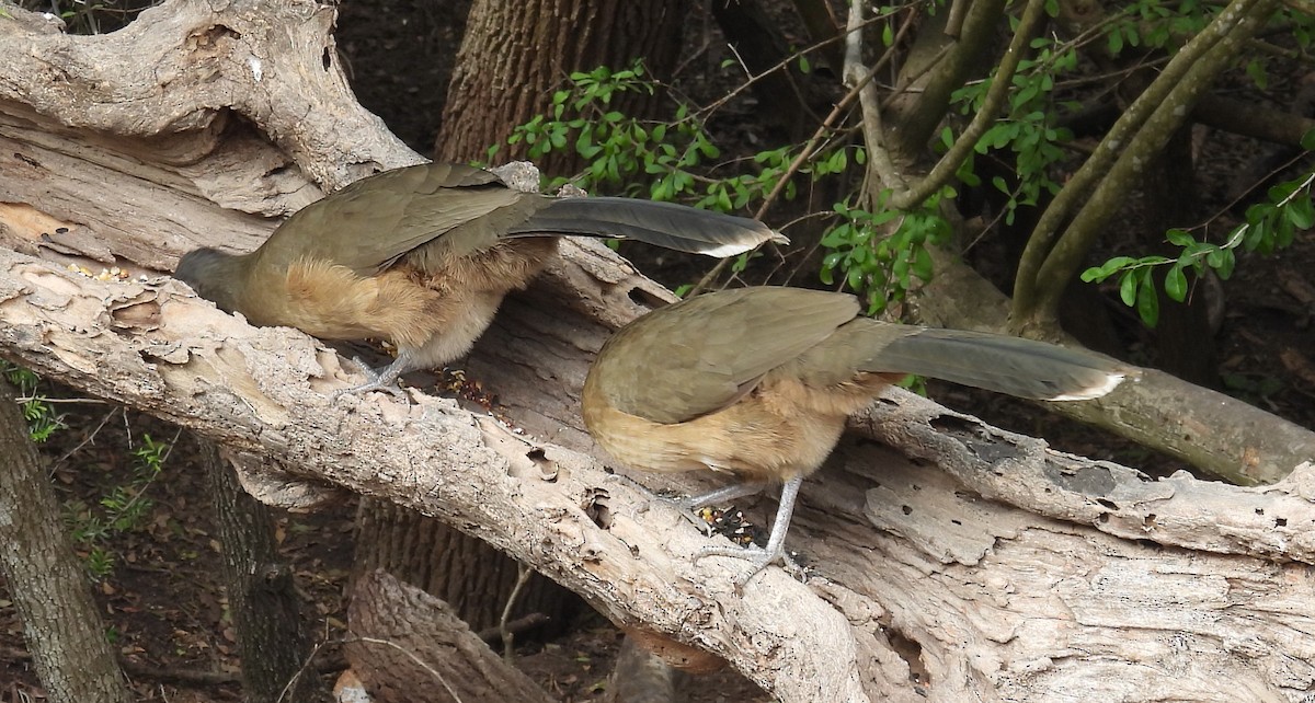 ムジヒメシャクケイ - ML646835368