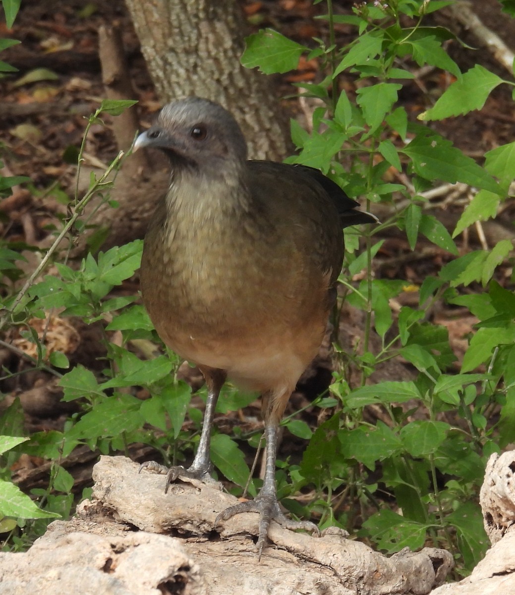 ムジヒメシャクケイ - ML646835370