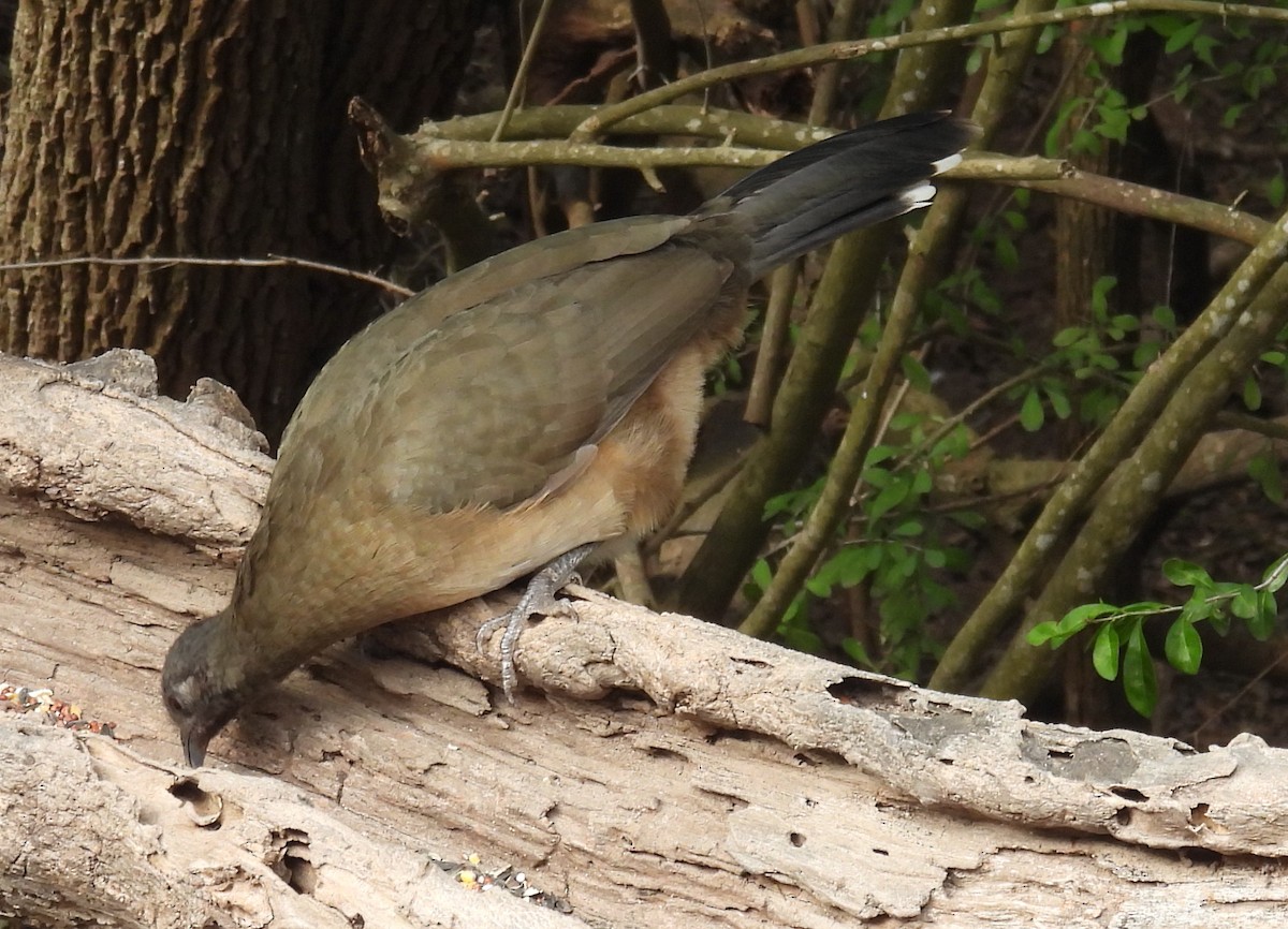 ムジヒメシャクケイ - ML646835372