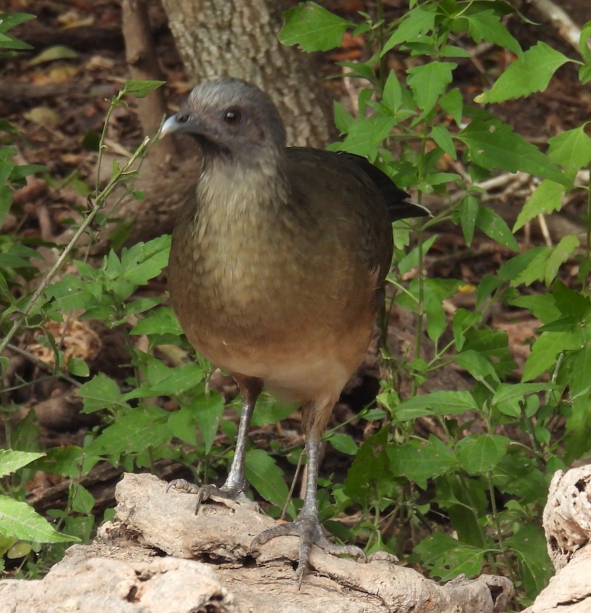 ムジヒメシャクケイ - ML646835373