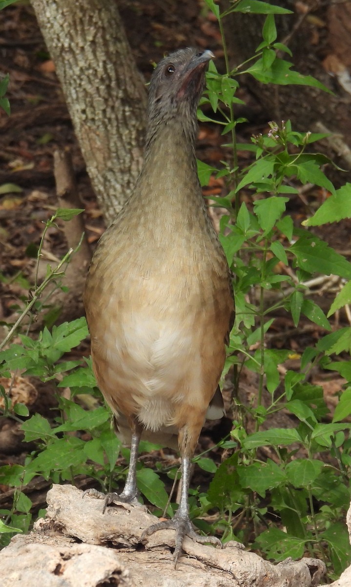 ムジヒメシャクケイ - ML646835374