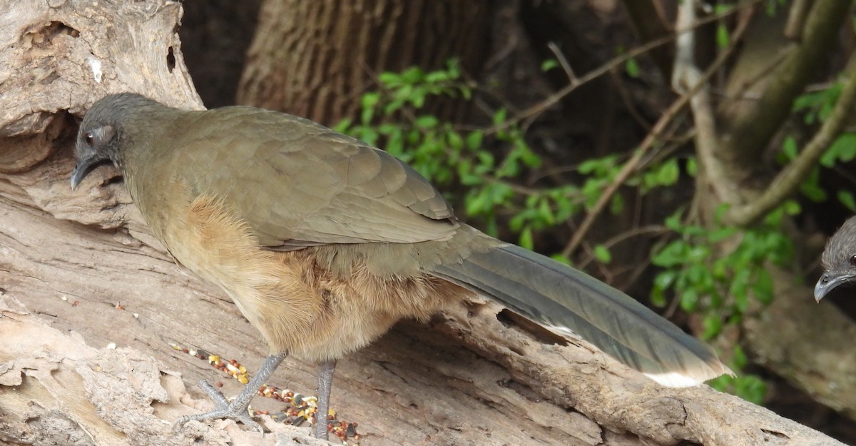 ムジヒメシャクケイ - ML646835377