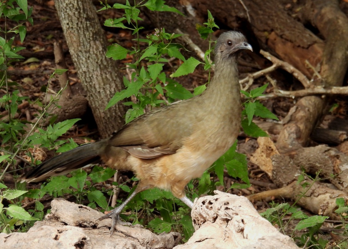 ムジヒメシャクケイ - ML646835378