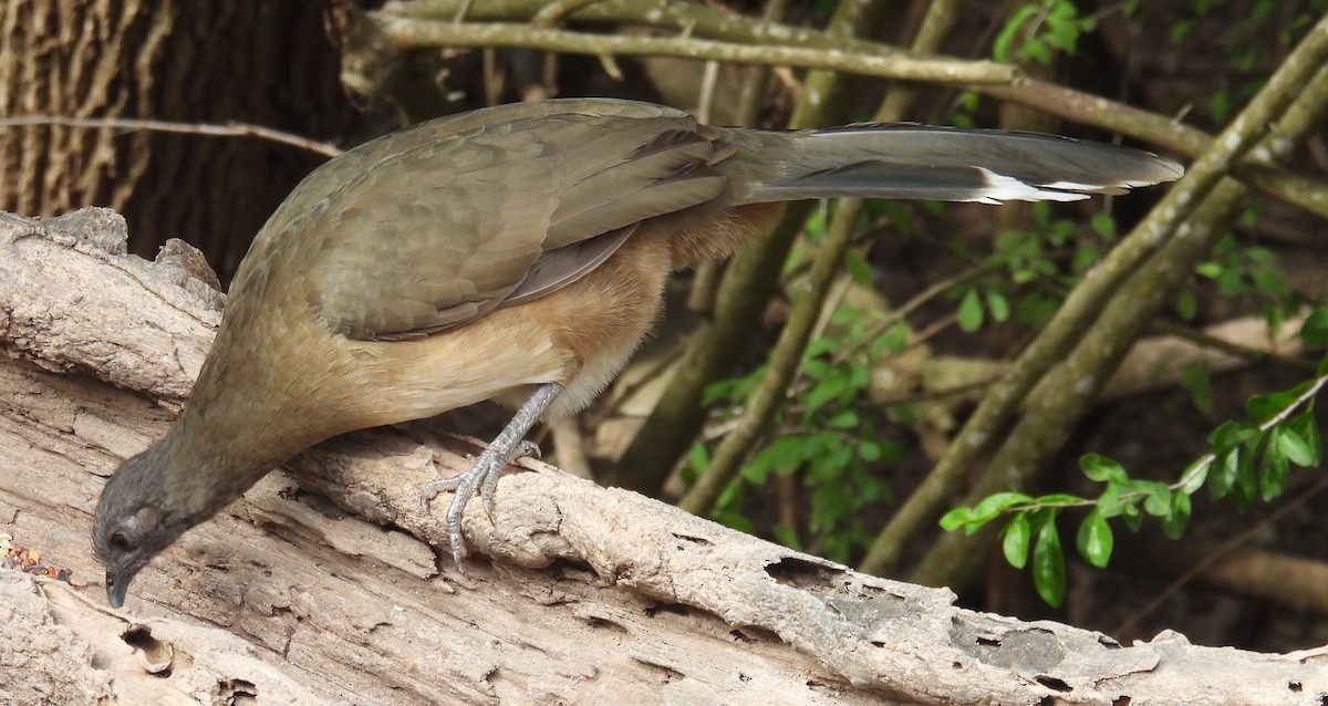 ムジヒメシャクケイ - ML646835379