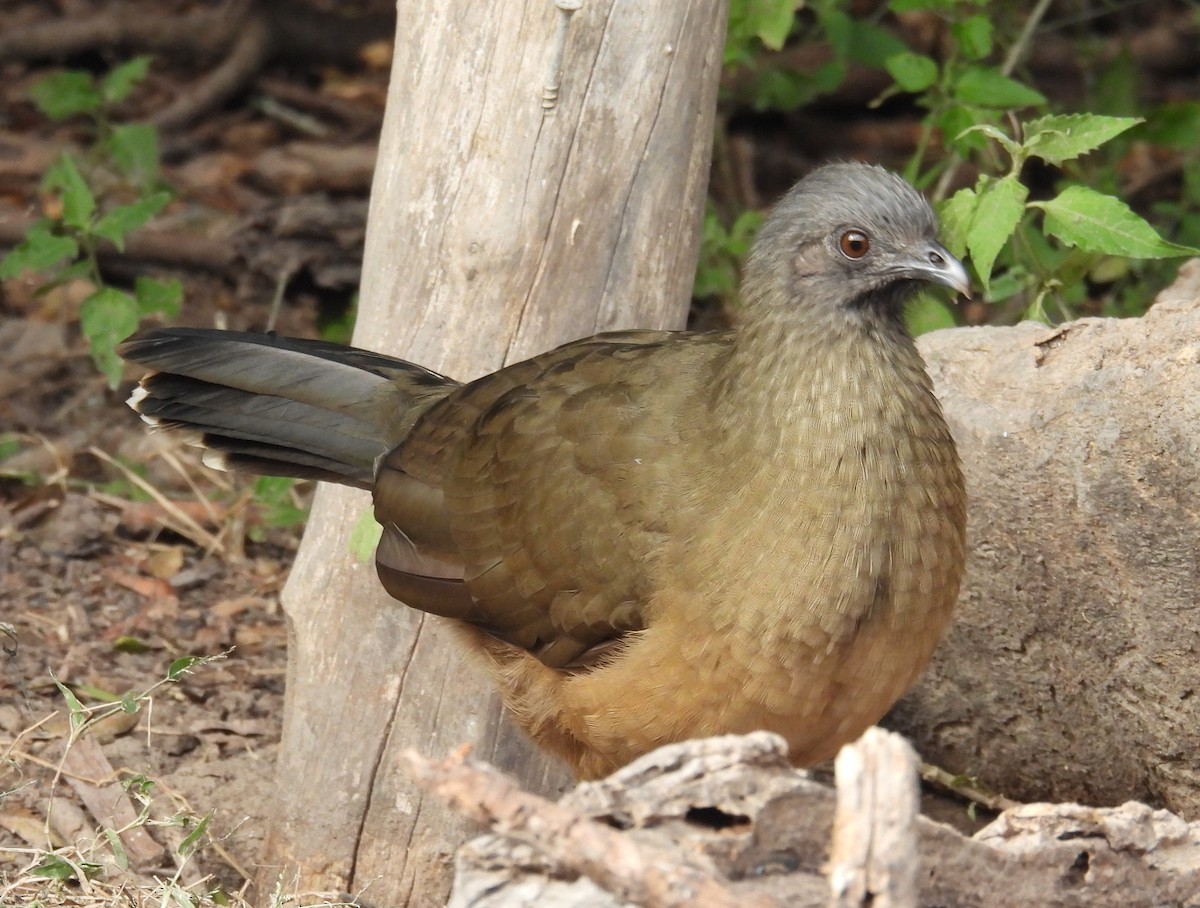 ムジヒメシャクケイ - ML646835380