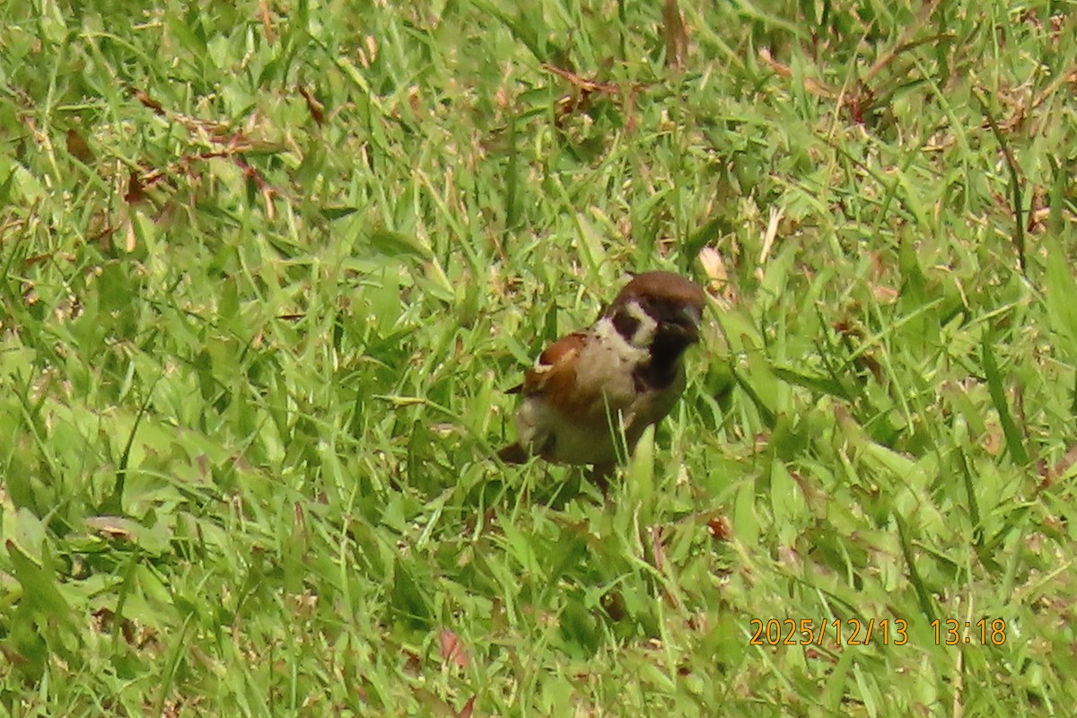 Ağaç Serçesi - ML646835381