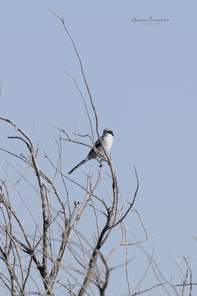 Alcaudón Americano - ML646835382