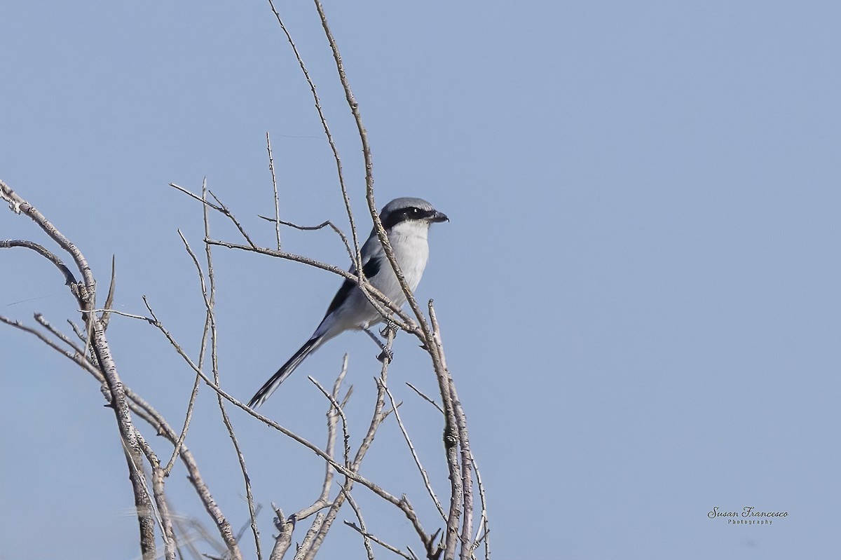 Alcaudón Americano - ML646835383