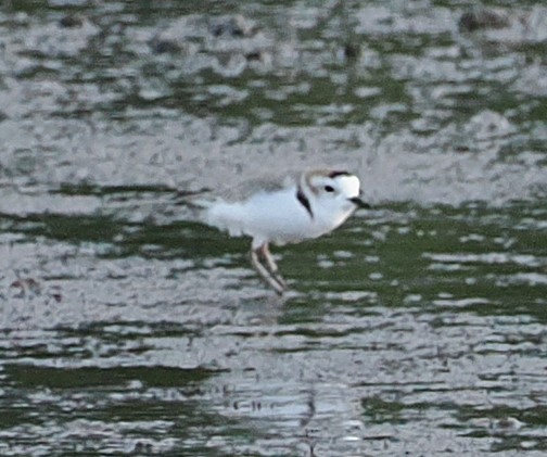 Weißgesicht-Regenpfeifer - ML646835386