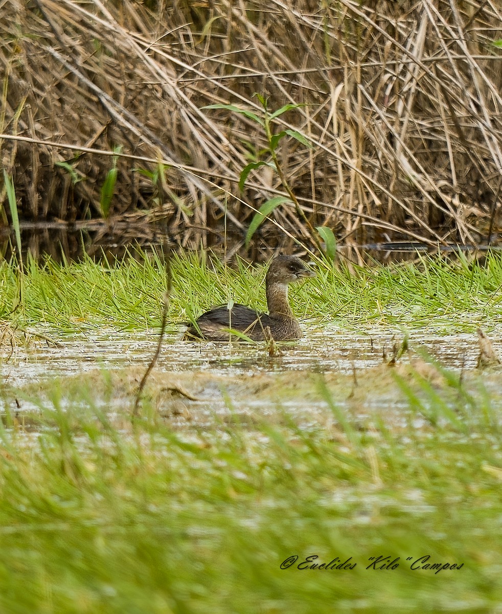 Пестроклювая поганка - ML646835387
