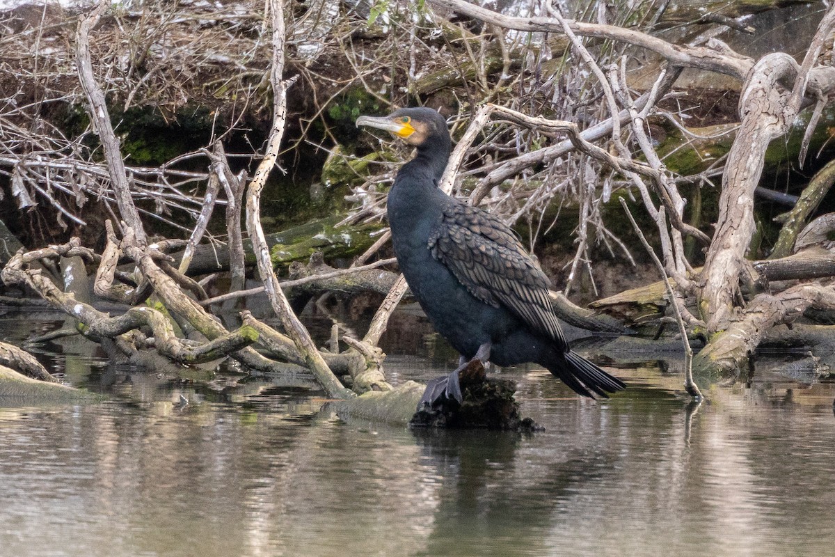 Great Cormorant - ML646835388