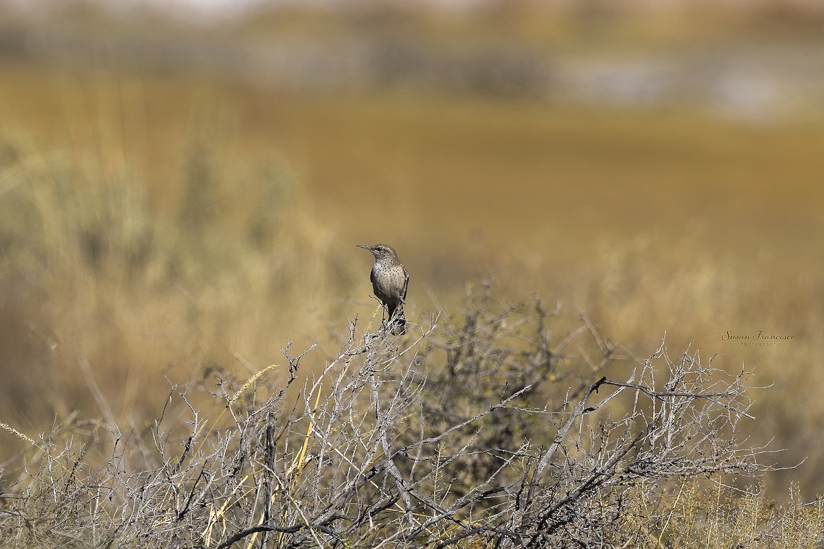 Cucarachero Roquero - ML646835389