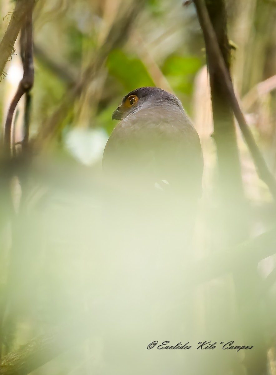 Полосатый лесной сокол - ML646835390