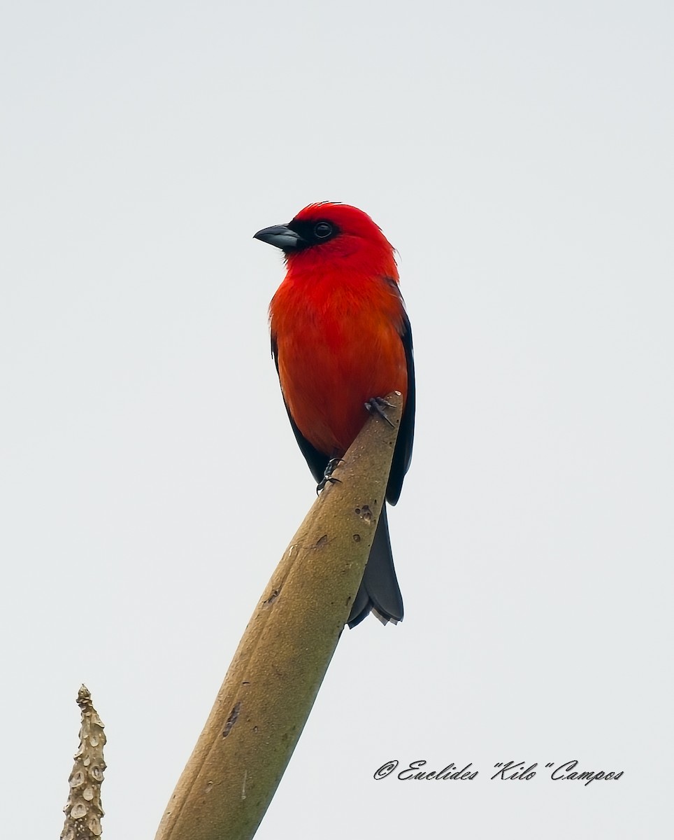 White-winged Tanager - ML646835394