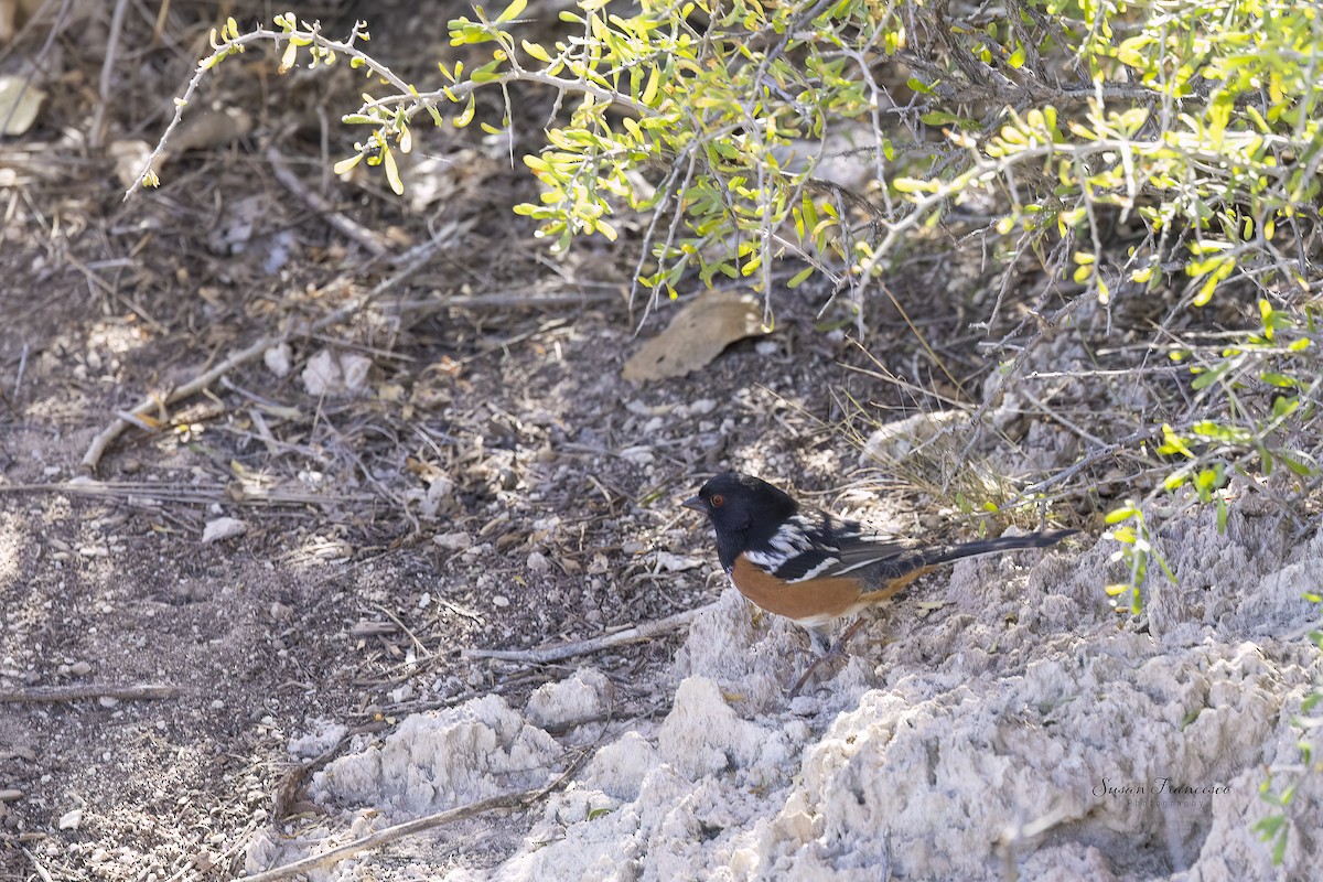 Toquí Moteado - ML646835395