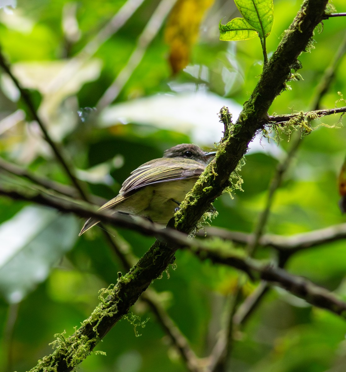 Зелёная эления - ML646835396