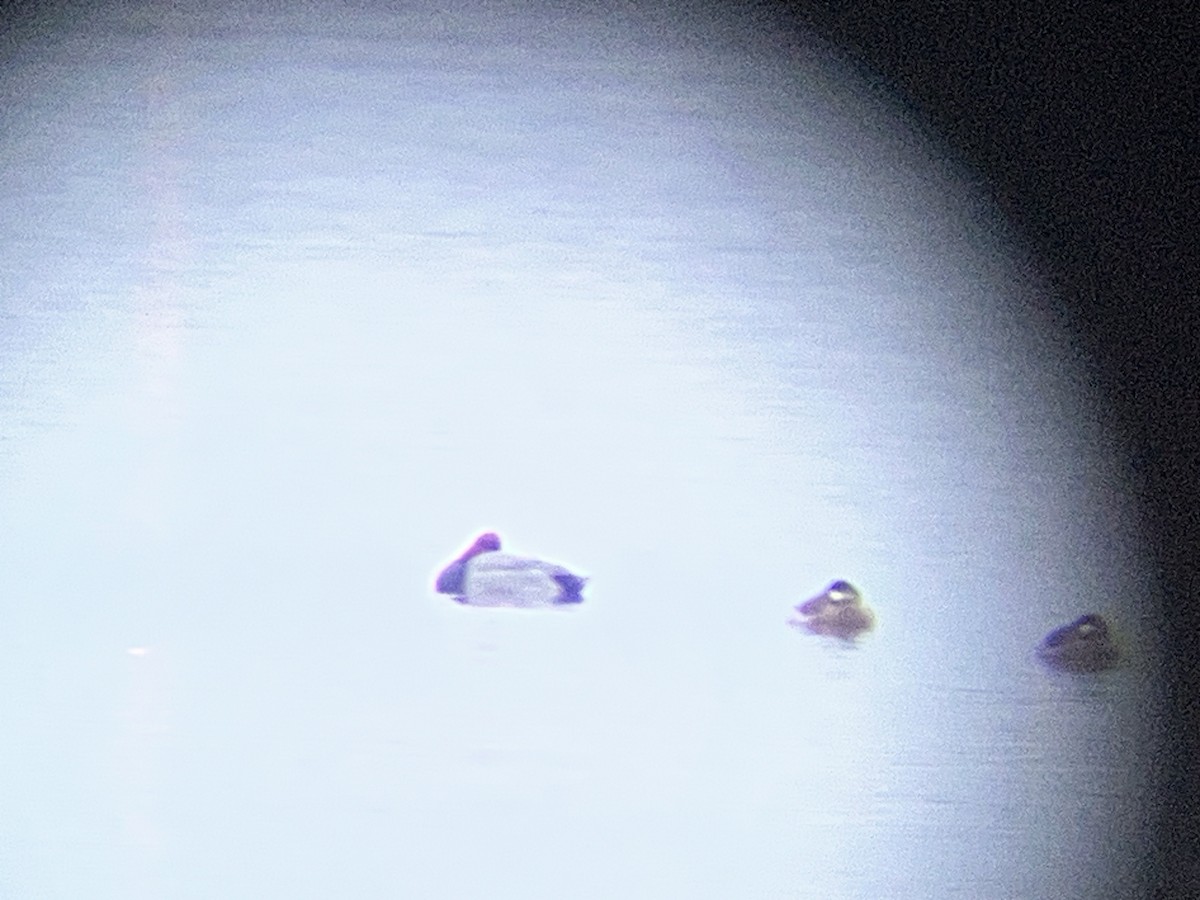 Fuligule à tête rouge - ML646835398