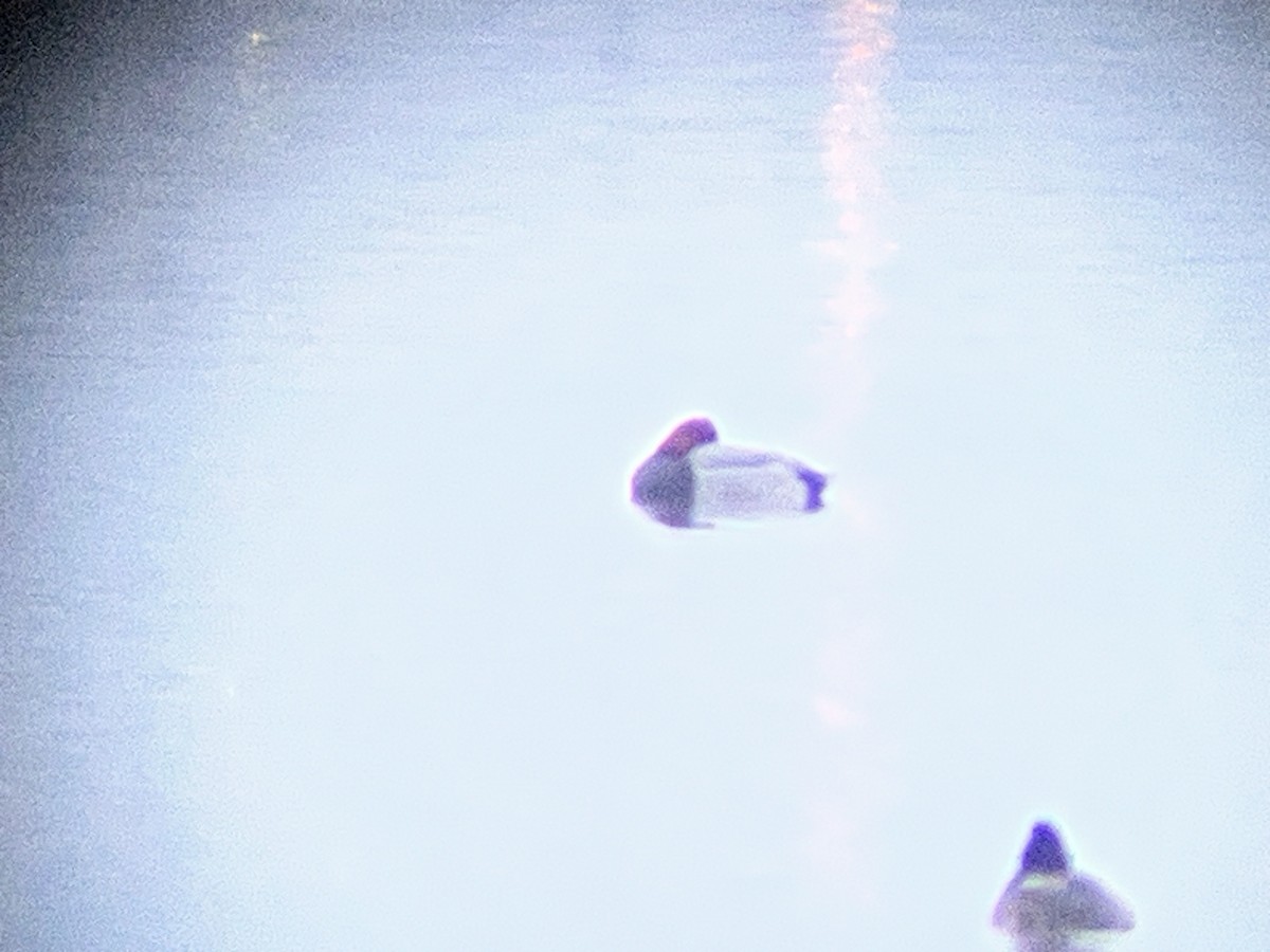 Fuligule à tête rouge - ML646835399