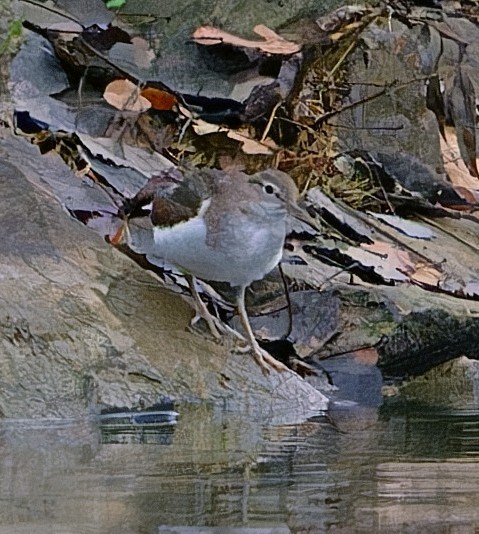 Kuliska orbanduna - ML646835400