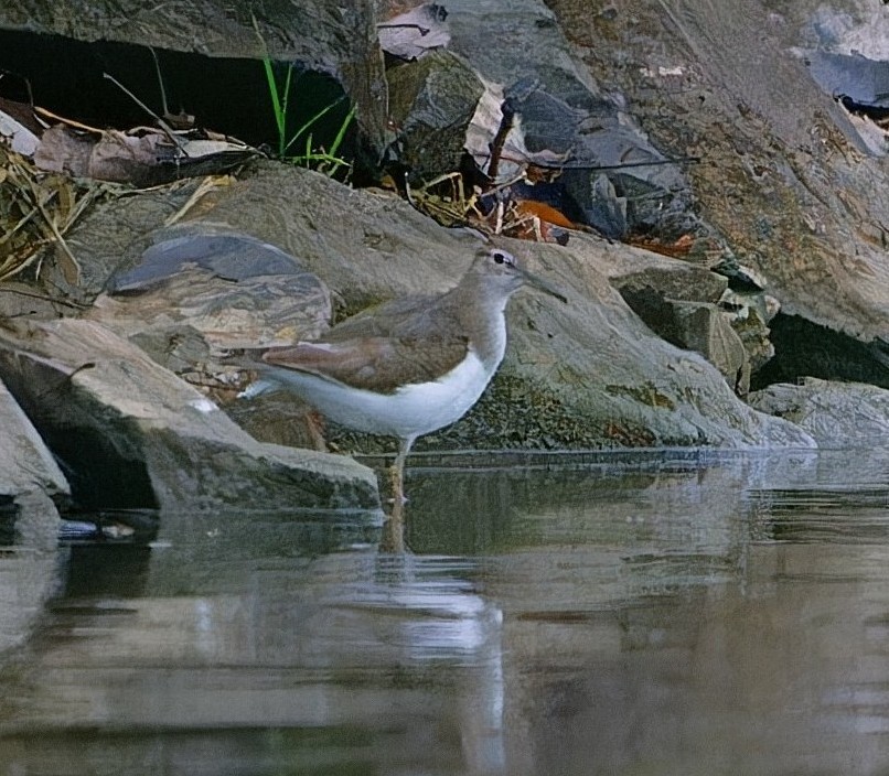 Kuliska orbanduna - ML646835401