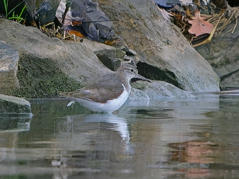 Kuliska orbanduna - ML646835402