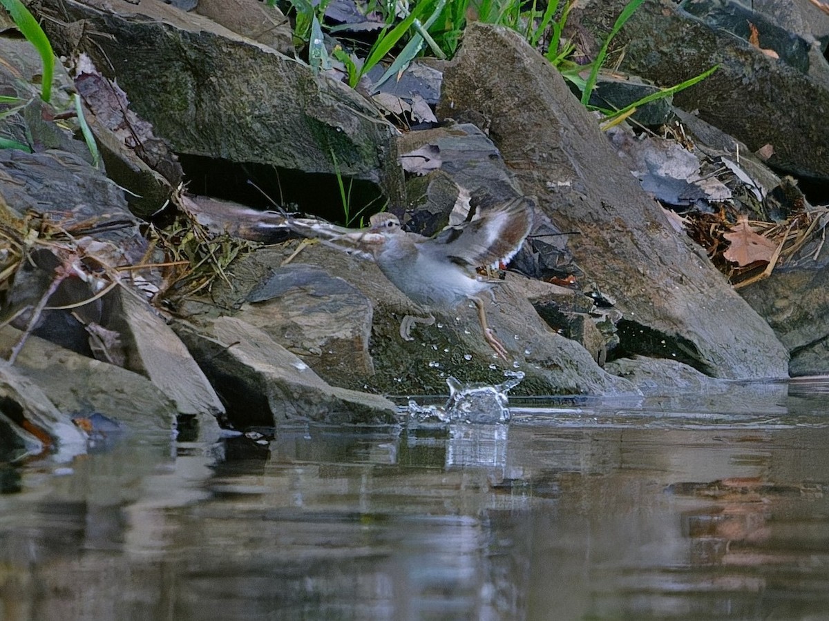 Kuliska orbanduna - ML646835403