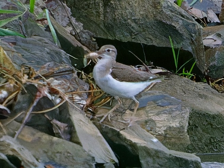 Kuliska orbanduna - ML646835404