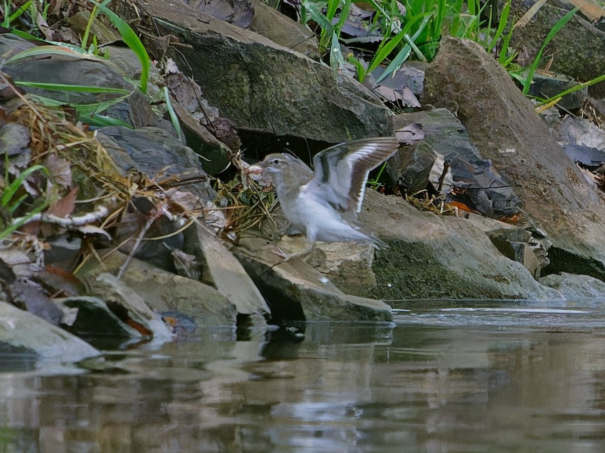 Kuliska orbanduna - ML646835405