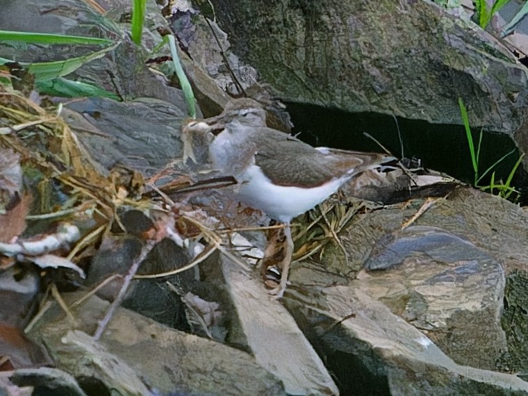 Kuliska orbanduna - ML646835406