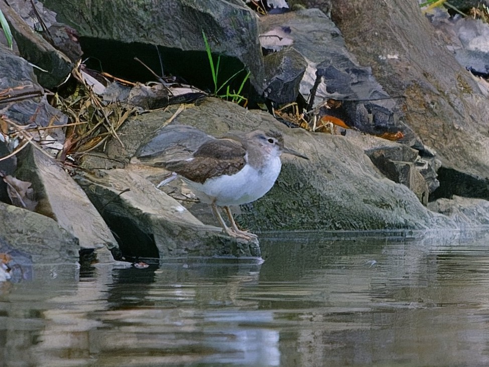 Kuliska orbanduna - ML646835407