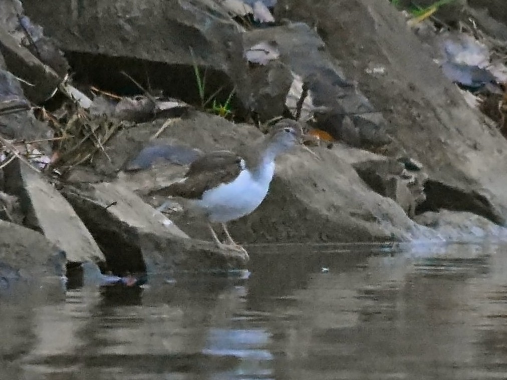 Kuliska orbanduna - ML646835408