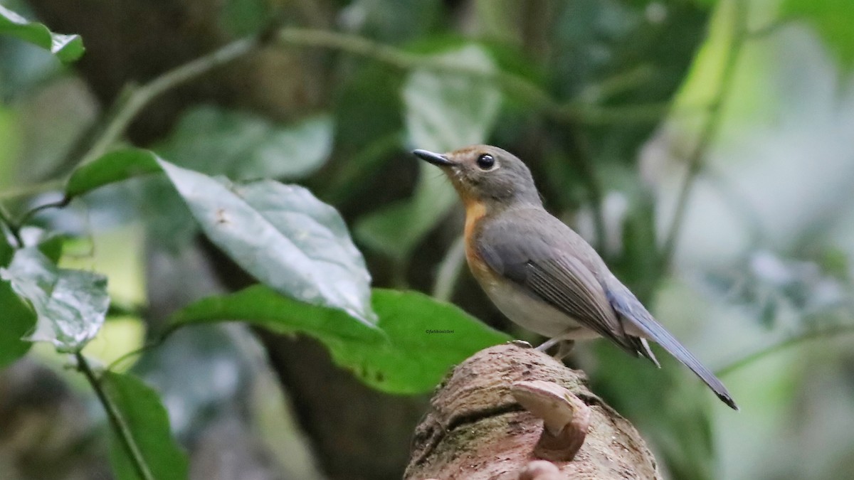 Çinhindi Mavi Sinekkapanı - ML646835410