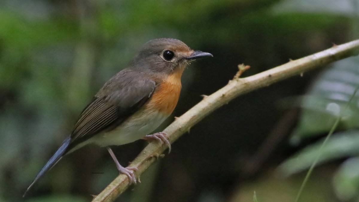 Çinhindi Mavi Sinekkapanı - ML646835414
