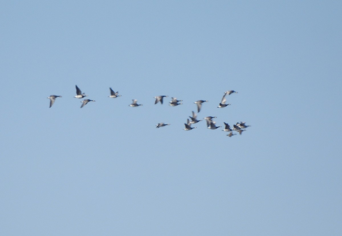 Gadwall - ML646835417