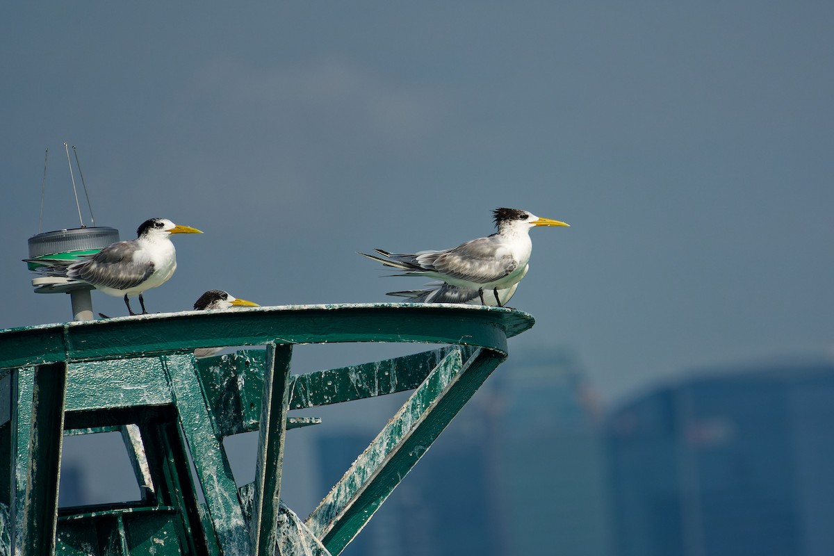 Tepeli Büyük Sumru - ML646835419